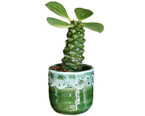 Can This Euphorbia Ritchiei Once Again Sprout Again?